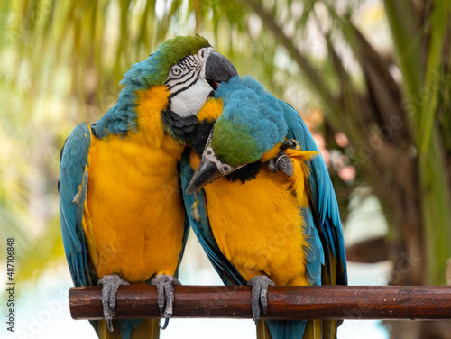 Birds in love
