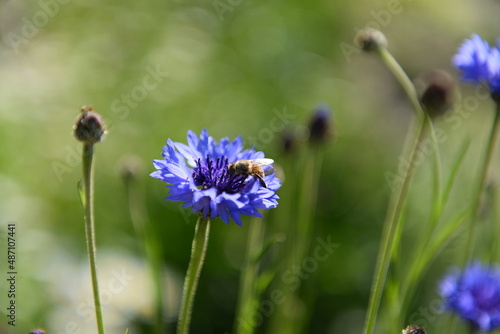 Bee on a purple flower in the garden Blurry natural green background. Blue flower on a meadow