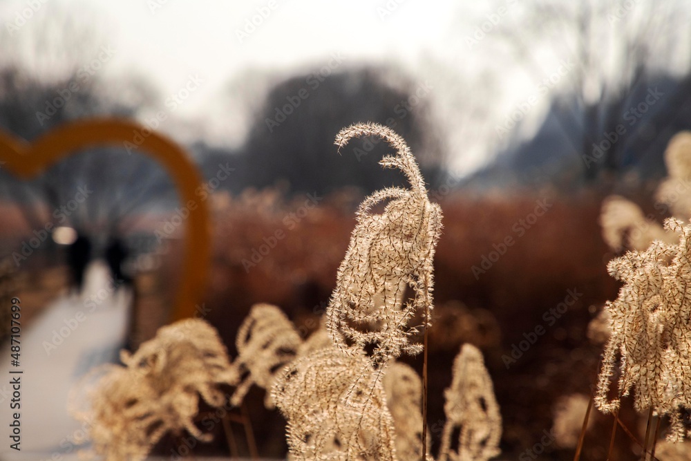 Obraz premium 양재천