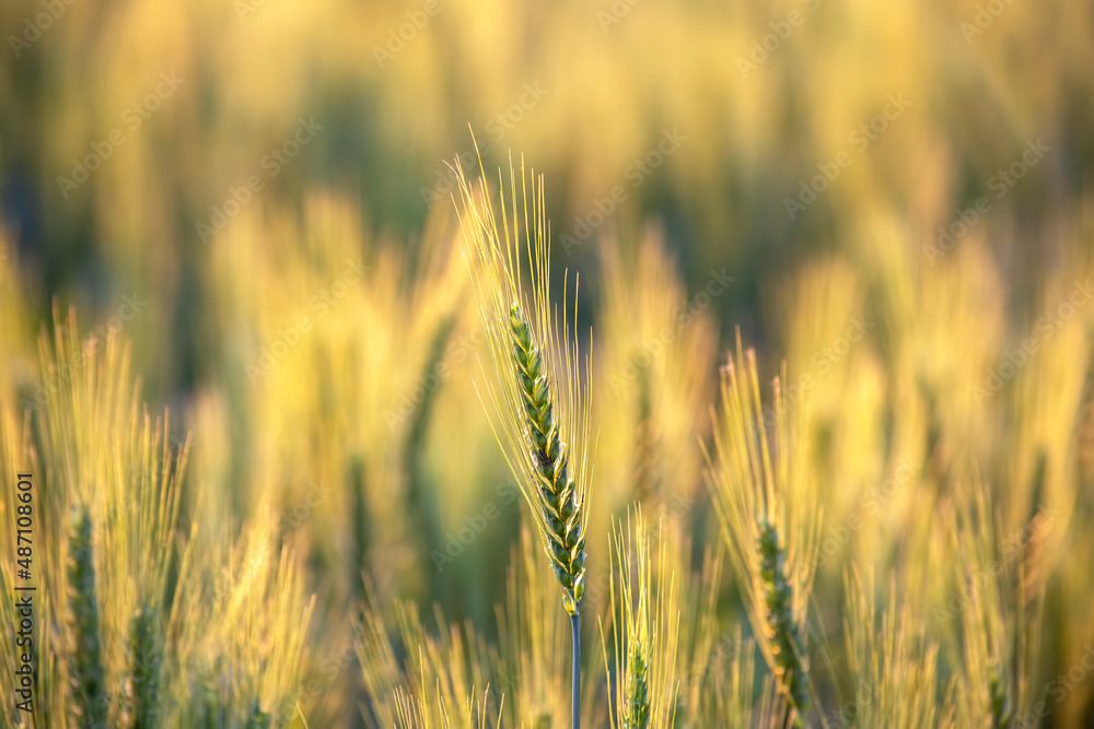 Blooming green field of wheat. Agronomy and agriculture. Food industry. Blooming green field of wheat. Agronomy and agriculture. Food industry.