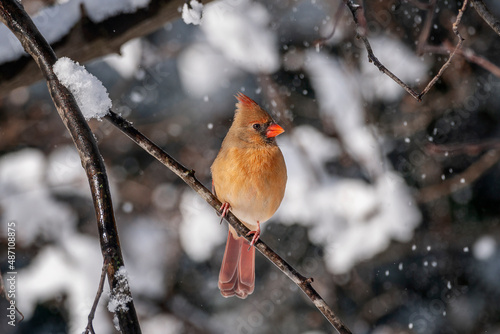 Female Northern Cardinal