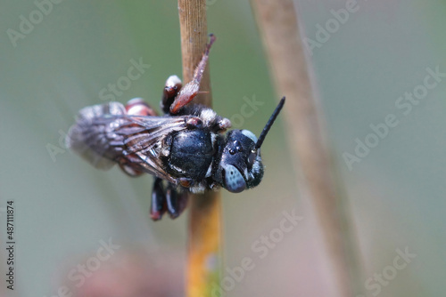 Closeup on a colorful blue eyed Yellow loosestrife cuckoo bee, Epeoloides coecutiens hanging in the grass photo