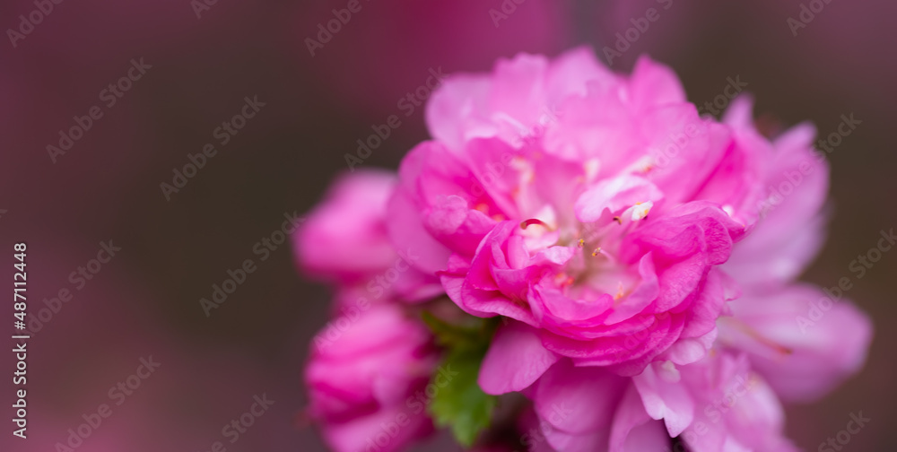 Close-up of blossoming pink sakura on blurred background.