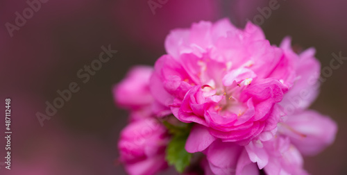 Close-up of blossoming pink sakura on blurred background.