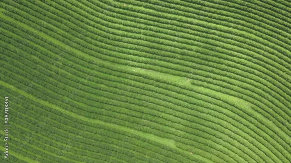 Drone aerial view of beautiful arabic coffee plantation on farm in Minas Gerais, Brazil. Concept of food, agriculture, commodity, healthy food, industry. Drone aerial view of beautiful arabic coffee plantation on farm in Minas Gerais, Brazil. Concept of food, agriculture, commodity, healthy food, industry.