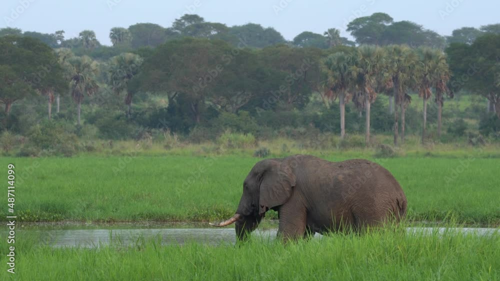 Elephant water walk in the nature habitat. Uganda wildlife, Africa. Elephant in rain. Elephant in Murchison Falls NP, Uganda. Big Mammal in the green grass, forest vegetation in the background. Elephant water walk in the nature habitat. Uganda wildlife, Africa. Elephant in rain. Elephant in Murchison Falls NP, Uganda. Big Mammal in the green grass, forest vegetation in the background.