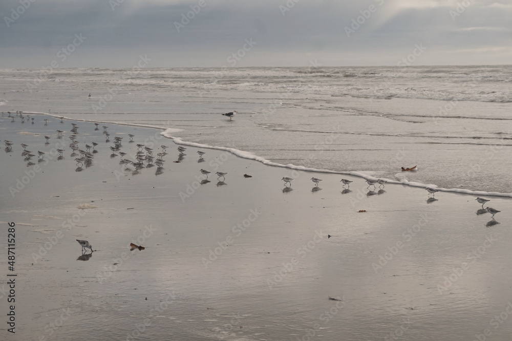 Terns and Seagull on Beach near Water's Edge at Dawn Terns and Seagull on Beach near Water's Edge at Dawn