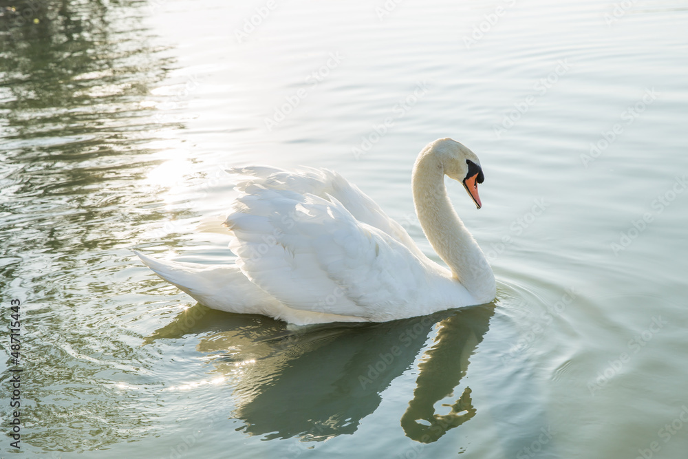 Fototapeta premium Big beautiful swan Floating in Water.