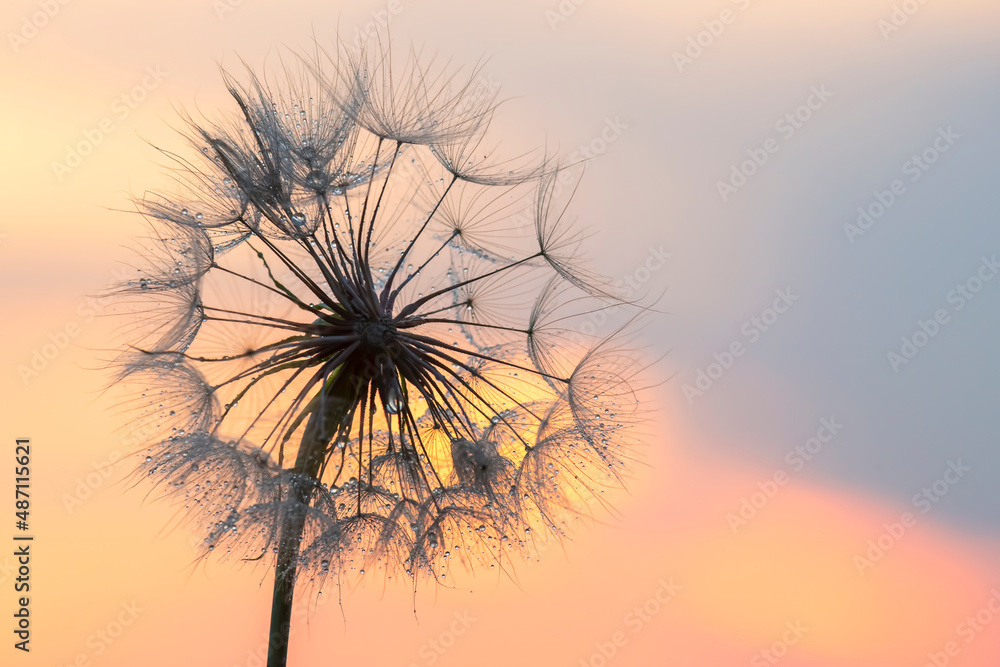 Fototapeta premium Dandelion silhouetted against the sunset sky. Nature and botany of flowers