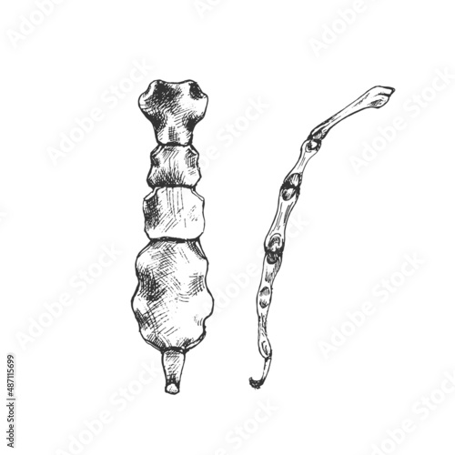 Vászonkép 474_human chest, sternum_chest bones, sternum, human skeleton, anatomy, vector,