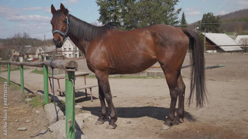 horse on a farm in a village in the open air horse on a farm in a village in the open air