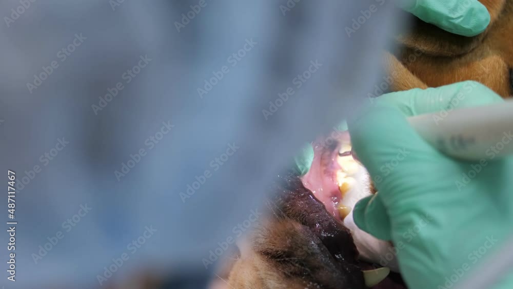 The dentist cleans the dog's teeth using an ultrasound device. Clean