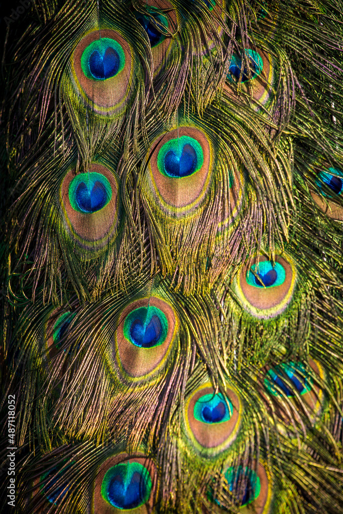 Fototapeta premium crowned peacock detail in nature
