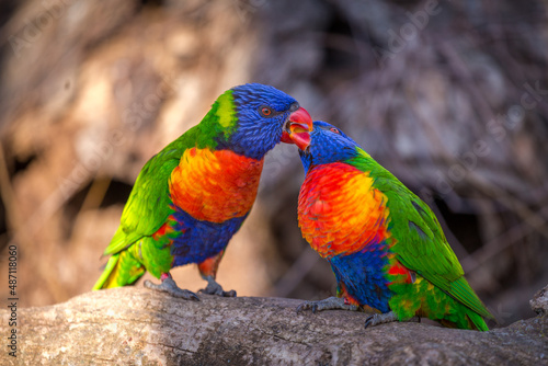 lori lorikeet bird in nature park