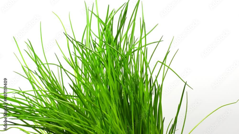 chive plant on a turn table chive plant on a turn table
