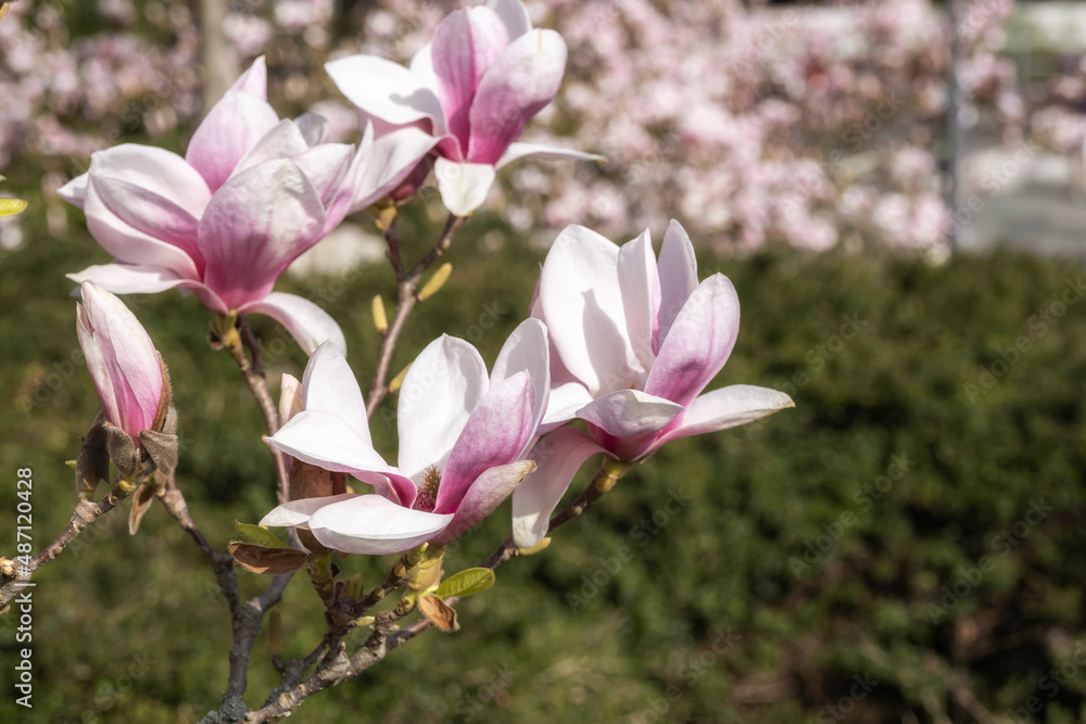 Obraz premium Close-up of a magnificent magnolia blossom on a sunny day in the Kurpark of Wiesbaden/Germany 