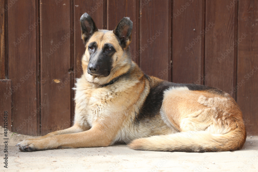 Sitting friendly german shepherd dog outdoors Sitting friendly german shepherd dog outdoors
