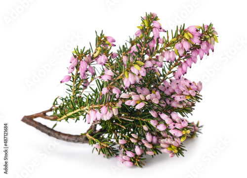 Pink heather flowers