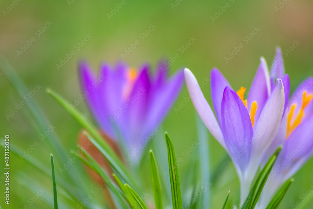 Filigree pink crocus flower blossoms in green grass are pollinated by flying insects like honey bees or flies in spring time as close-up macro with blurred background in garden landscape blooming wild