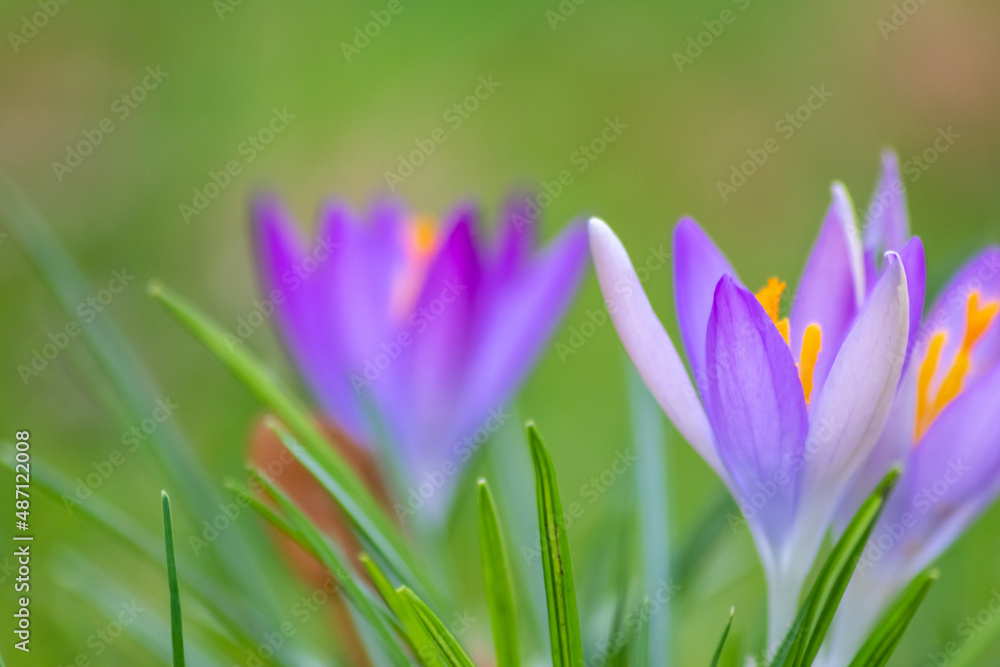 Filigree pink crocus flower blossoms in green grass are pollinated by flying insects like honey bees or flies in spring time as close-up macro with blurred background in garden landscape blooming wild Filigree pink crocus flower blossoms in green grass are pollinated by flying insects like honey bees or flies in spring time as close-up macro with blurred background in garden landscape blooming wild