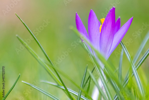 Filigree pink crocus flower blossoms in green grass are pollinated by flying insects like honey bees or flies in spring time as close-up macro with blurred background in garden landscape blooming wild