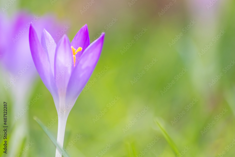 Filigree pink crocus flower blossoms in green grass are pollinated by flying insects like honey bees or flies in spring time as close-up macro with blurred background in garden landscape blooming wild Filigree pink crocus flower blossoms in green grass are pollinated by flying insects like honey bees or flies in spring time as close-up macro with blurred background in garden landscape blooming wild