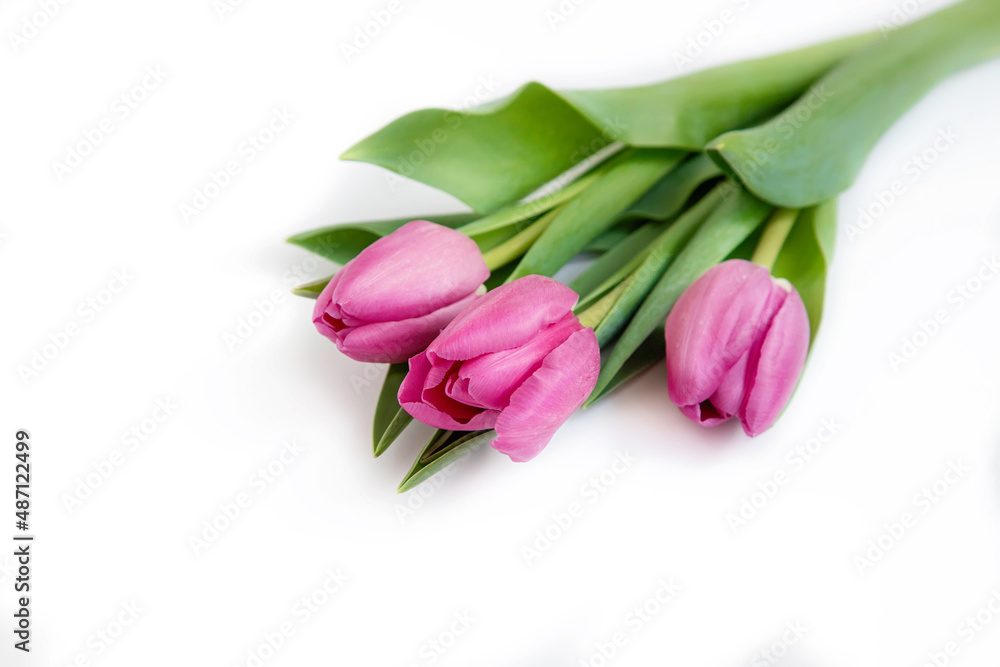 Bouquet of pink tulips on a white background,copy space.