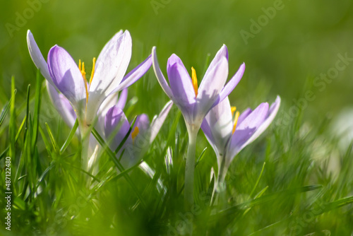 Filigree pink crocus flower blossoms in green grass are pollinated by flying insects like honey bees or flies in spring time as close-up macro with blurred background in garden landscape blooming wild