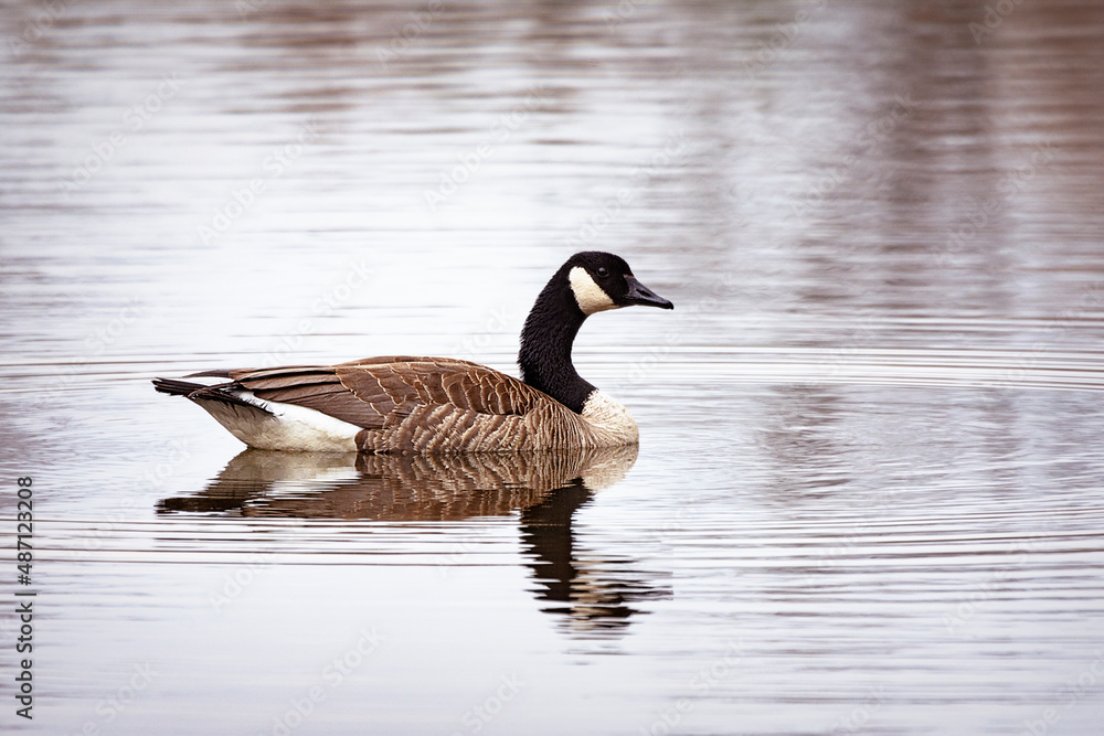 A Canada goose glances at the camera while swimming in a calm lake. A Canada goose glances at the camera while swimming in a calm lake.