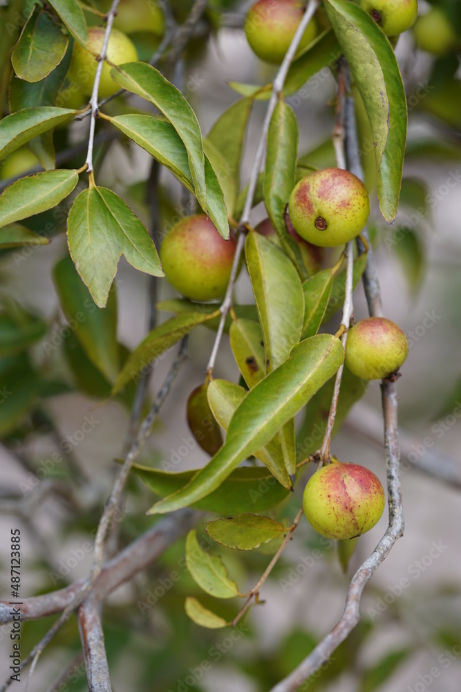 Camu Camu fruits on shrub, semi-ripe and ripe red fruits on beach of Rio Negro river. Camucamu (Myrciaria dubia) is a fruit with the highest concentration of vitamin C. Camu Camu fruits on shrub, semi-ripe and ripe red fruits on beach of Rio Negro river. Camucamu (Myrciaria dubia) is a fruit with the highest concentration of vitamin C.
