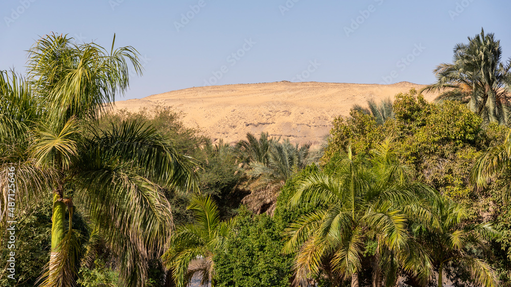 trees in the desert