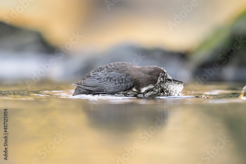 An incredible image, the White throated Dipper emerges from the water (Cinclus cinclus) photo