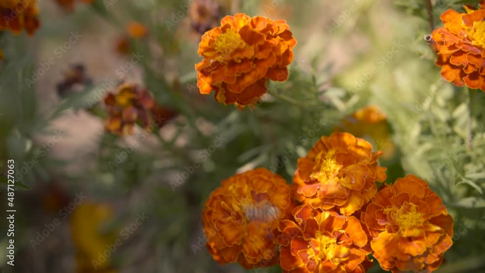 A bee collecting pollen from marigolds in a vegetable garden A bee collecting pollen from marigolds in a vegetable garden