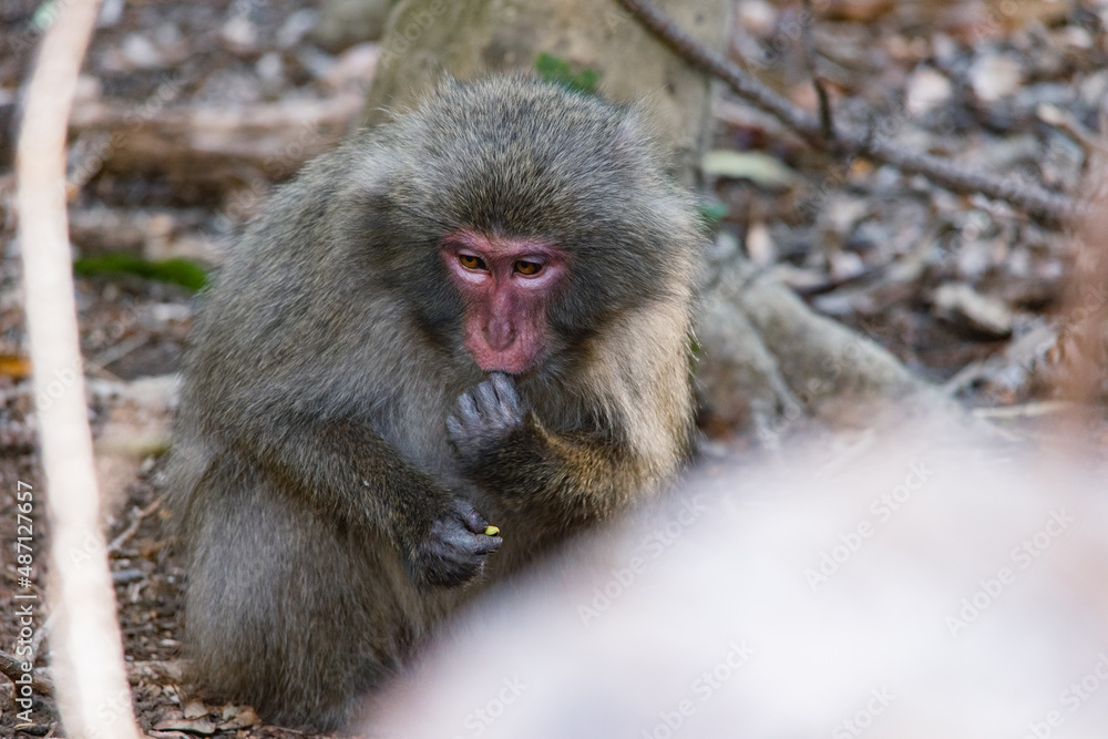 Wild monkey in Yakushima island Kagoshima Japan Wild monkey in Yakushima island Kagoshima Japan