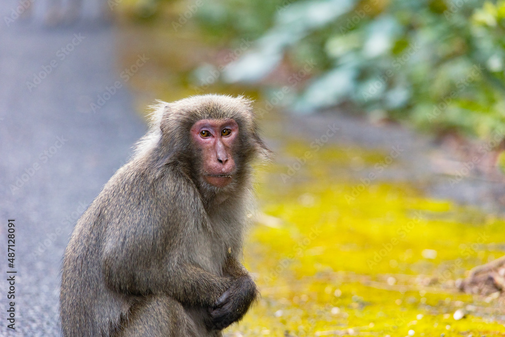 Wild monkey in Yakushima island Kagoshima Japan	