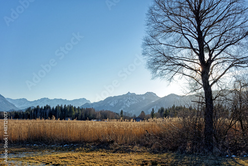 Blick im Winter über das Murnauer Moos mit einem kahlen Baum auf die Berge des Wettersteins und der Ammergauer Alpen, Bayern, Deutschland, Europa