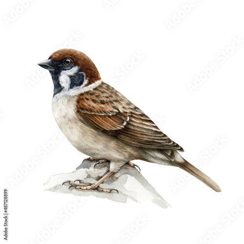 Sparrow bird. Watercolor realistic illustration. Common house sparrow songbird. Passer montanus avian. Common city, village, backyard and forest small bird. Sparrow on white background photo