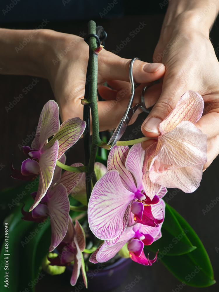 Pruning damaged orchid flowers with scissors. Home gardening, orchid breeding. Vertical view. - obrazy, fototapety, plakaty 