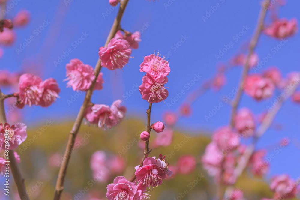 Obraz premium 梅の花
