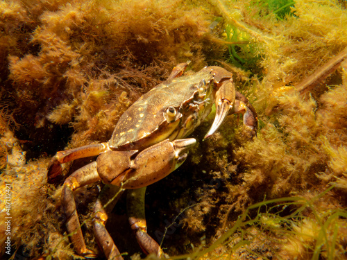 A crab among seaweed and stones. Picture from The Sound  between Sweden and Denmark