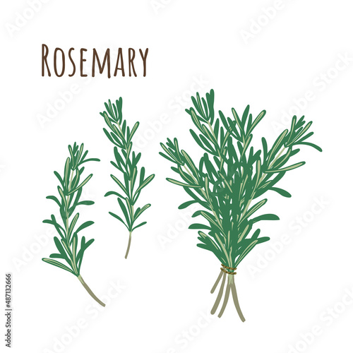 Rosemary bunch and separate twigs collection of spicy herbs. Flat style