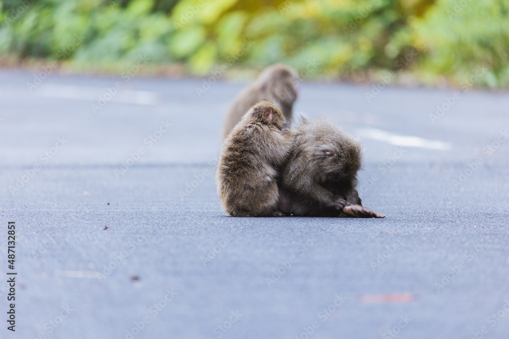 Obraz premium Wild monkey in Yakushima island Kagoshima Japan 