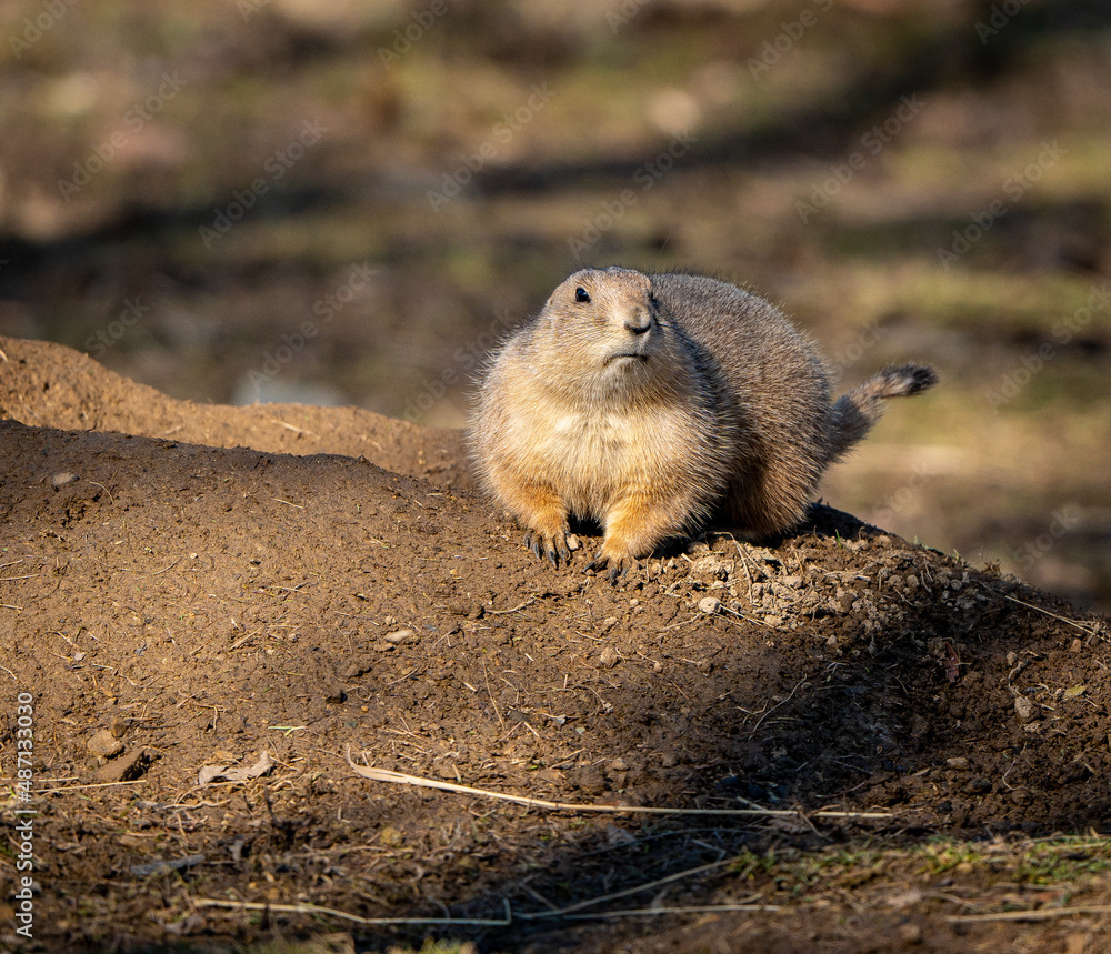 Ground Squirrel on a rock Ground Squirrel on a rock