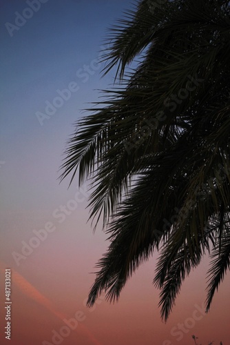 Palmera gigante en el atardecer