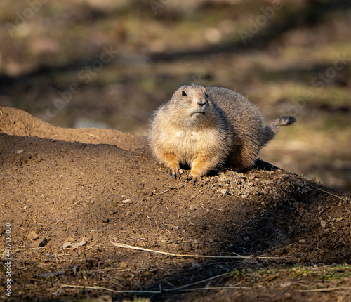 Ground Squirrel  on a rock