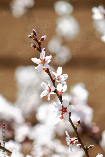 Flores de almendro
