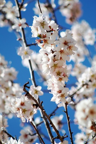 Almendro florecido