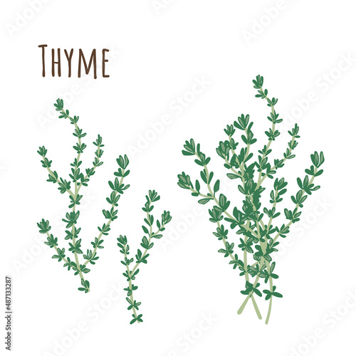 Thyme bunch and separate twigs collection of spicy herbs. Flat style