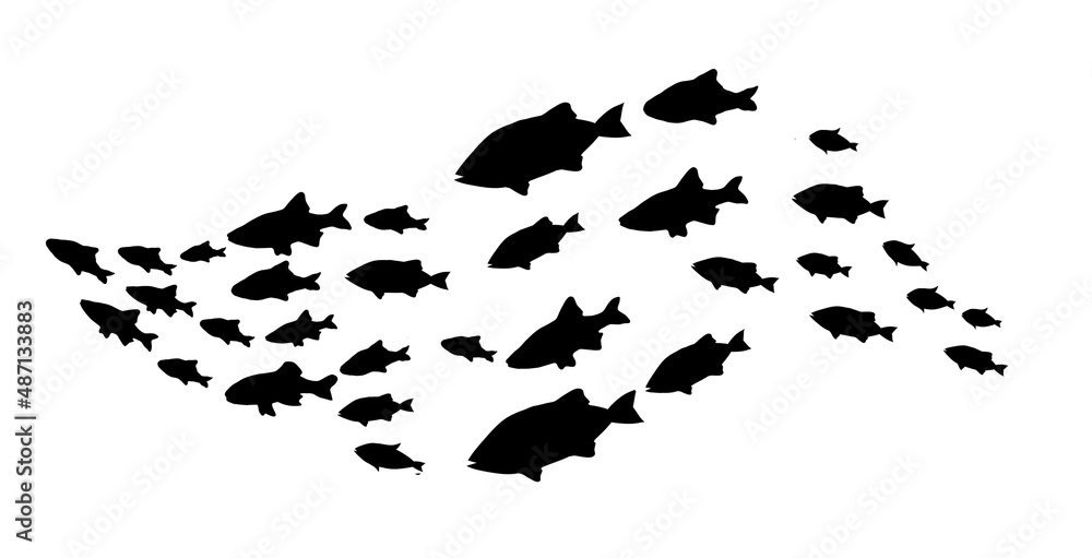 Silhouettes of groups of fishes on white Silhouettes of groups of fishes on white