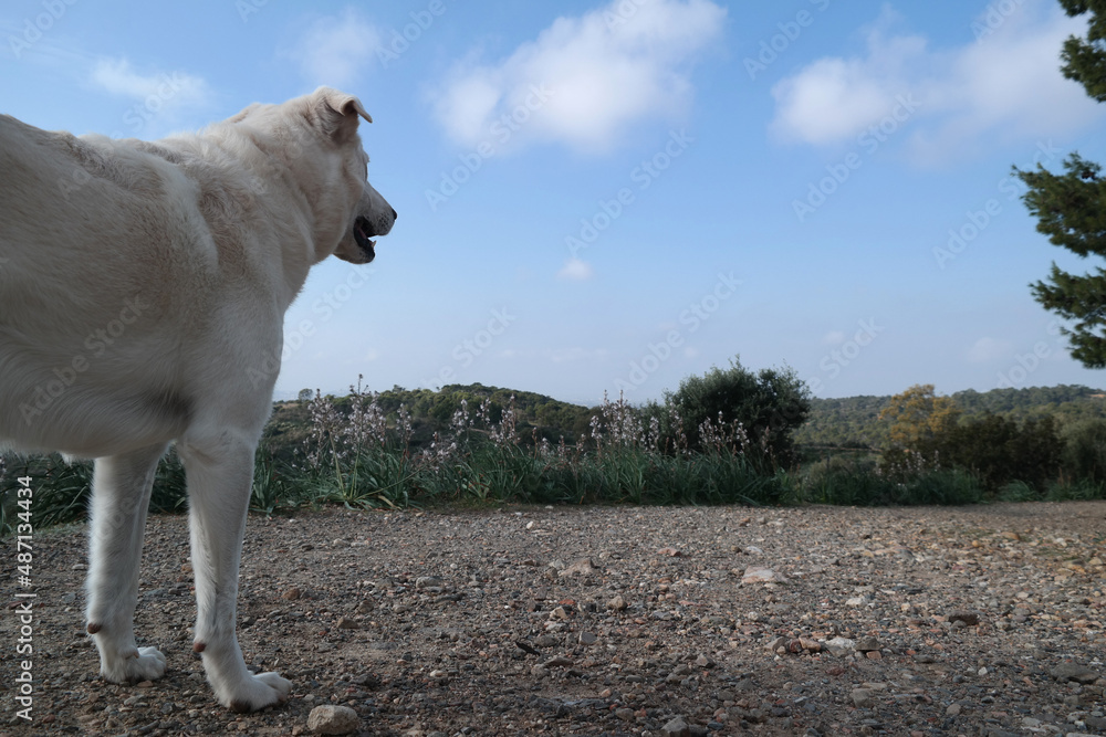 Obraz premium Cane bianco pastore